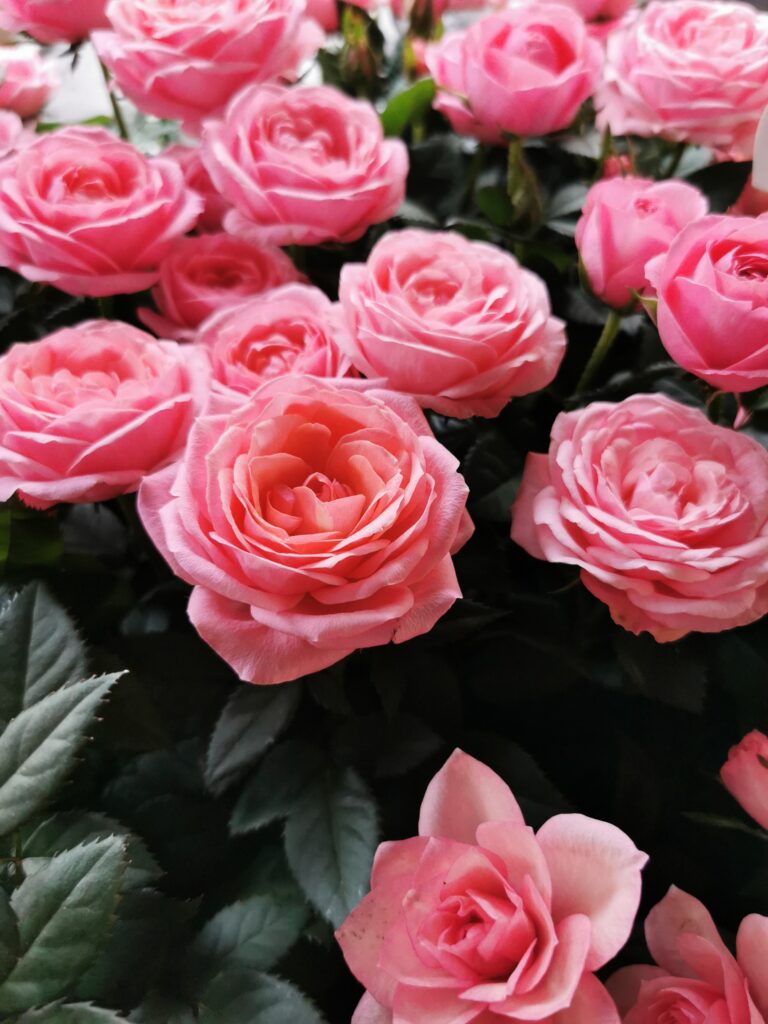 Snittblommor