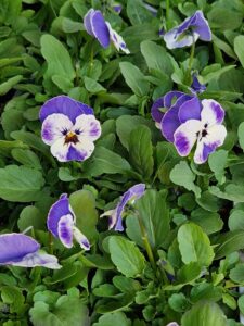Penséer Junsele blomsterbutik